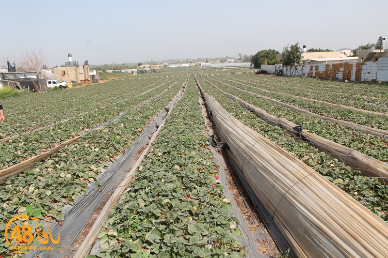 a7bab aqsa farawla (8).JPG